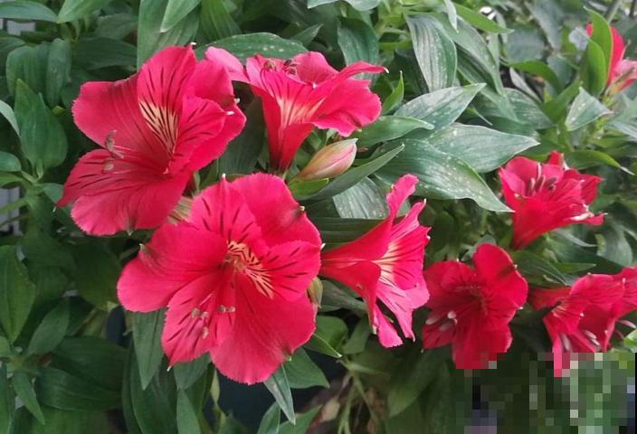 六出花典雅又大方，在家养护，只需要做好这几点！