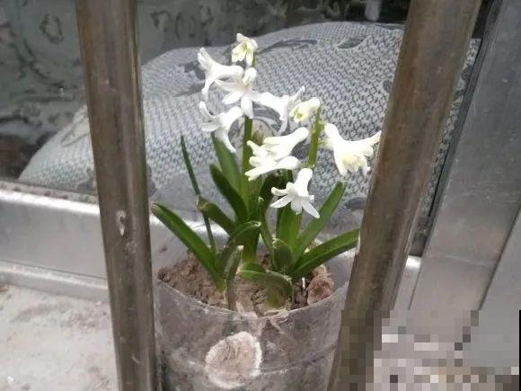 百合开花不是一次性，开完要施肥，1盆能生20盆