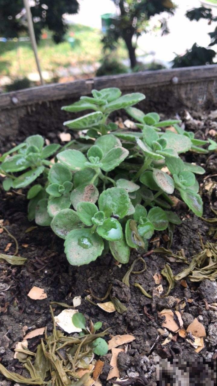 家里碰碰香没味道？那是这4点没做好，不然香飘满屋！