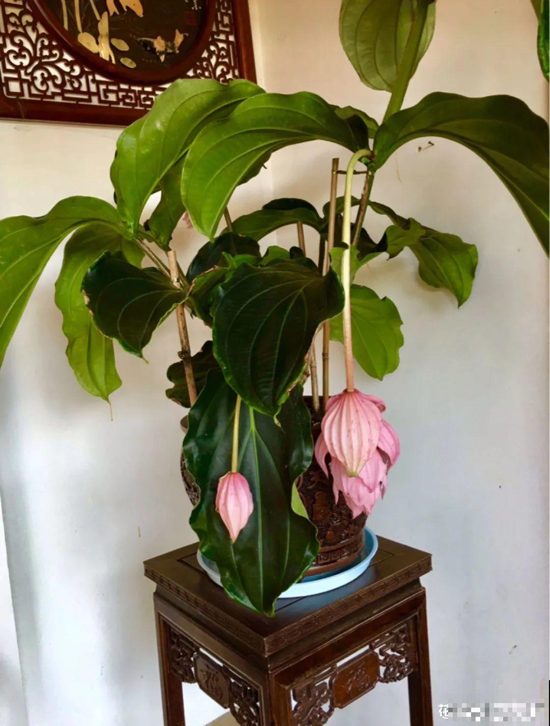 梦想有个院子，养花弄草，过舒心日子！