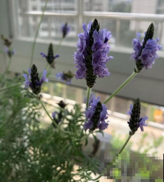 春天在家养盆“香草”，飘香四溢，清新又好闻！