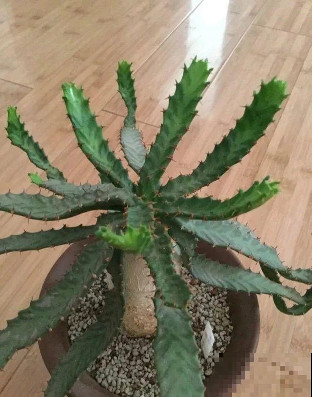 农村树上长出大萝卜?开出灯笼花,价格贵的出奇! 农村树上长出大萝卜?开出灯笼花,价格贵的出奇!