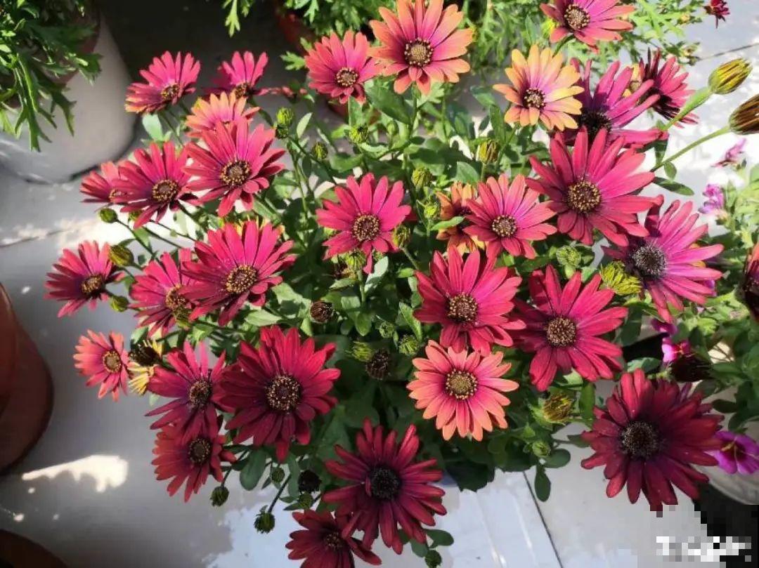 5年的花园，消失只要3天，全没了……