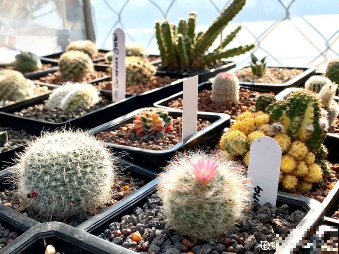 民间十大不吉利花，到底是哪流传来的