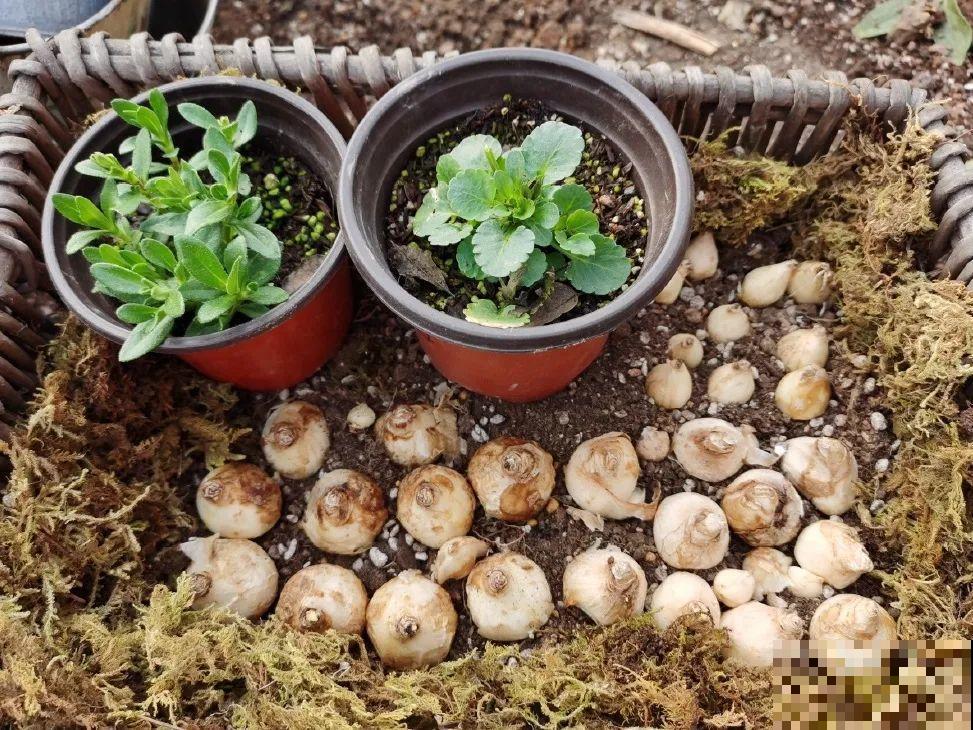 5年的花园，消失只要3天，全没了……