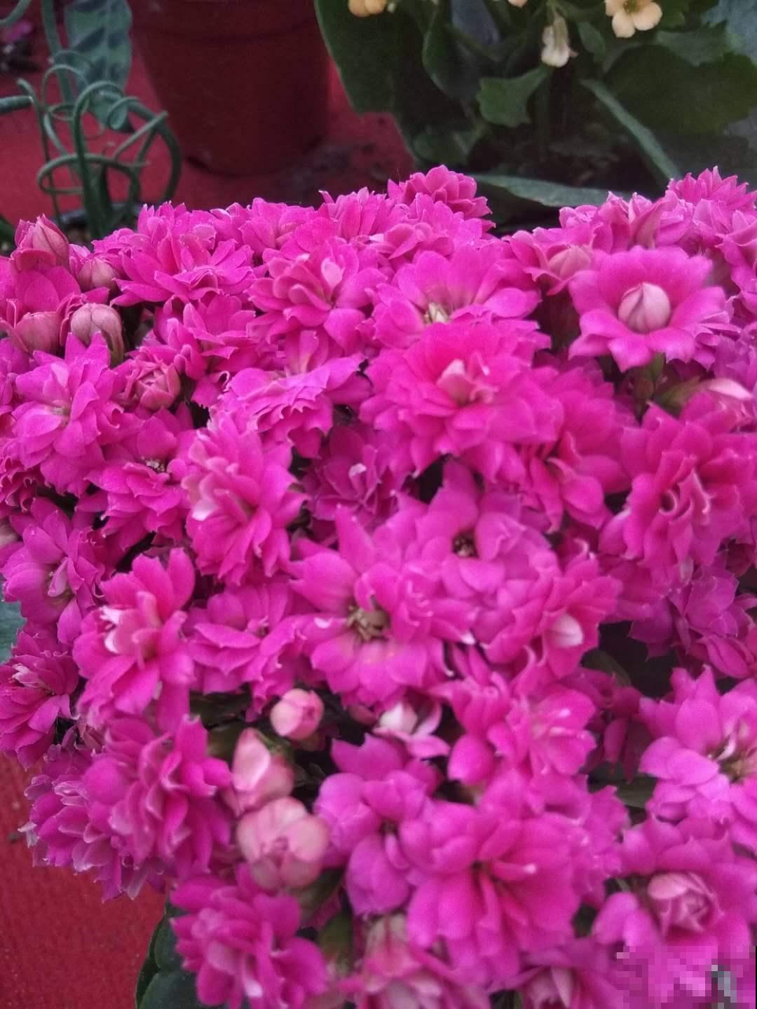 这6种长寿花,颜值高好养护,养一种真的不够! 这6种长寿花,颜值高好养护,养一种真的不够!