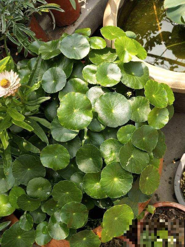 春天给花修剪，千万别舍不得，剪秃了长得更旺盛