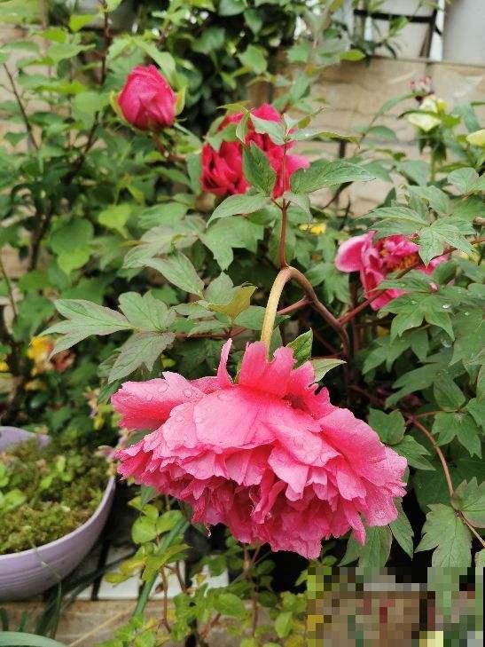 一天中时间不同，开花的植物也不同，太神奇了