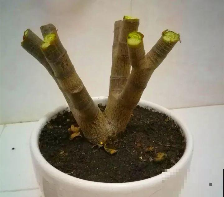 3月是给花剃头的好时机,现在狠心剪,下月就开花 3月是给花剃头的好时机,现在狠心剪,下月就开花