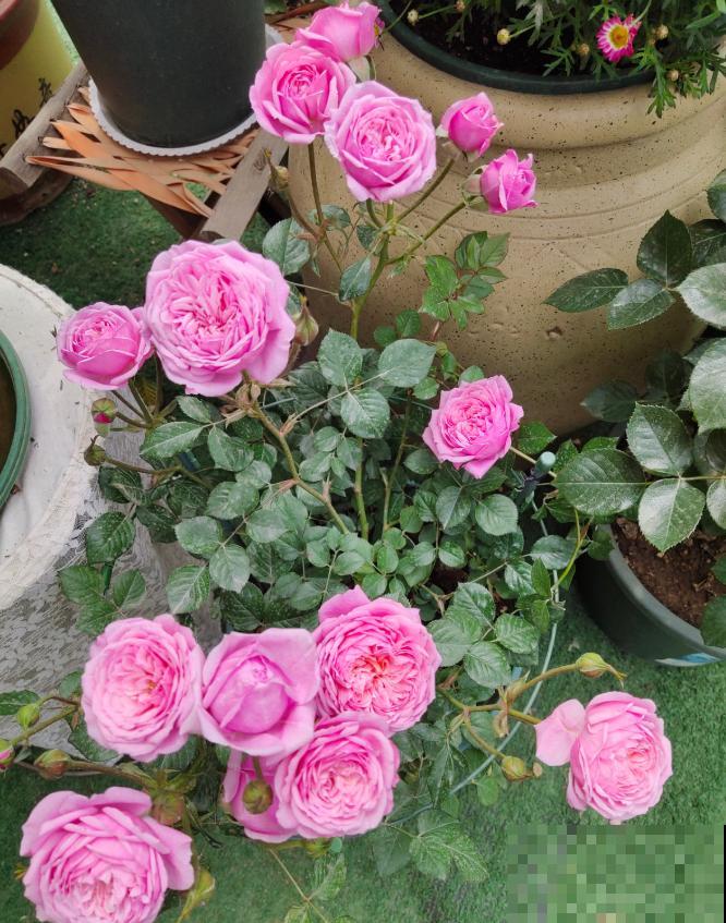 月季养护要选择合适的盆，不能盲目跟风，不然很难爆盆