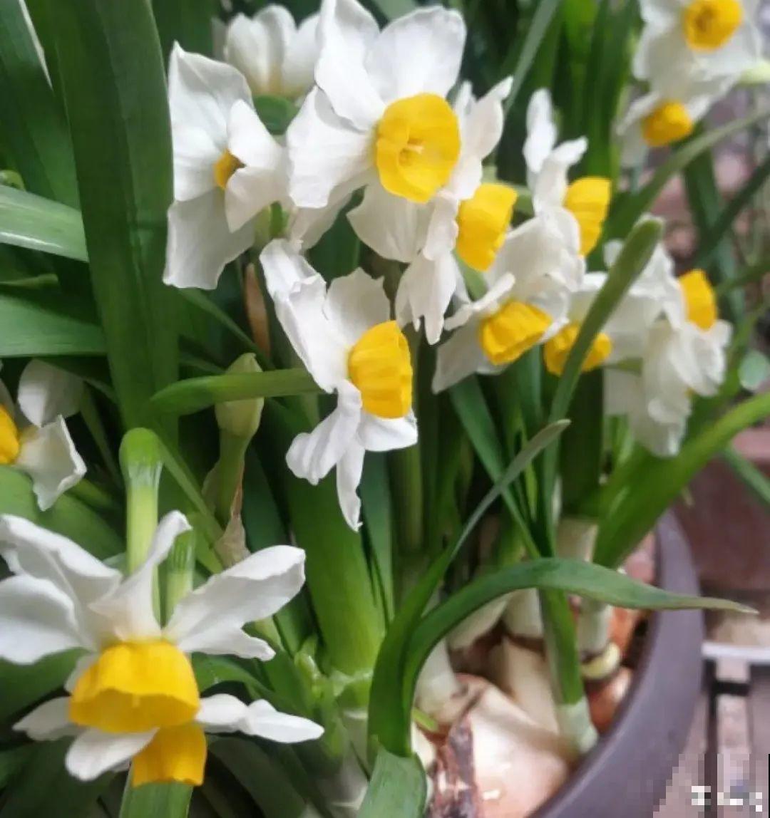 选不对花盆，啥花都被你养死了！