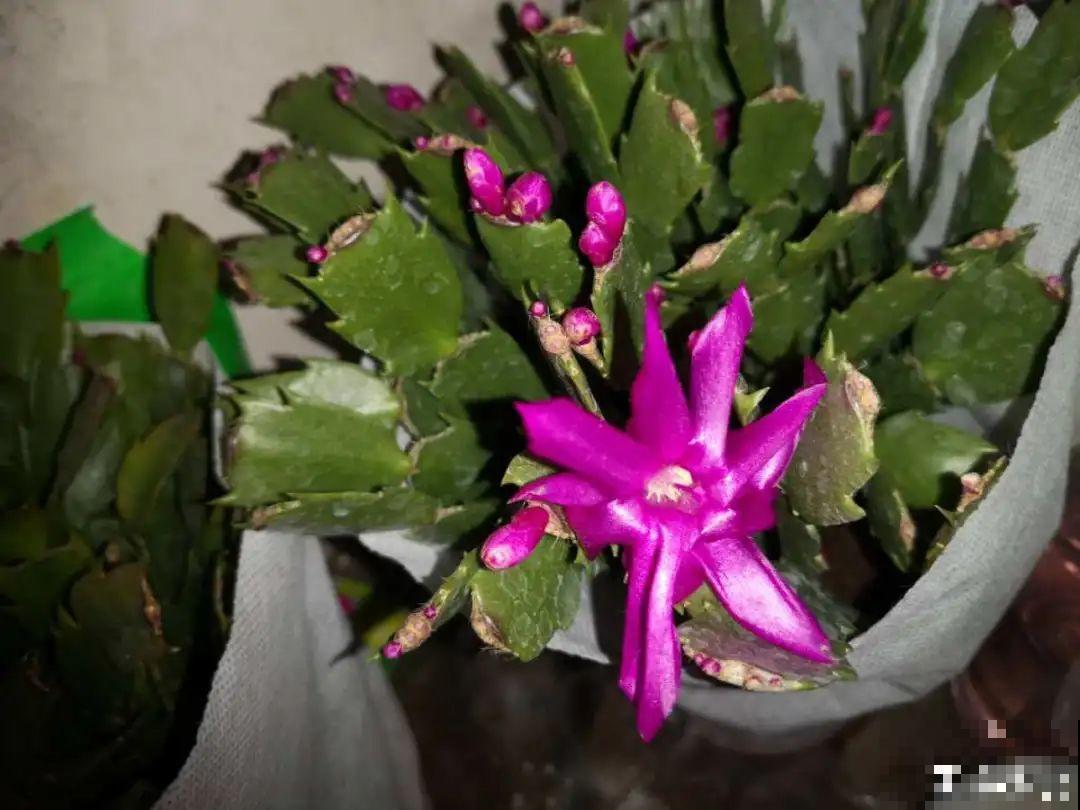 养护蟹爪兰,要注意8个要点,才能开出仙气飘飘花 养护蟹爪兰,要注意8个要点,才能开出仙气飘飘花