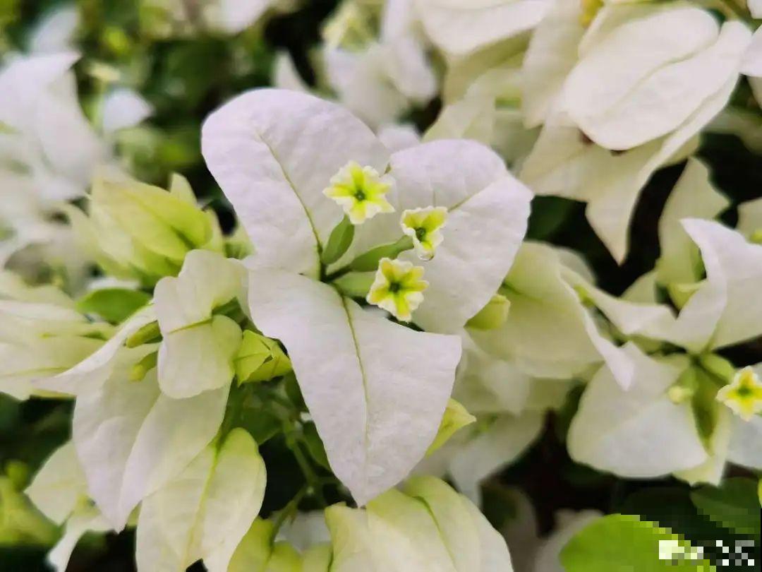 民间十大不吉利花，到底是哪流传来的