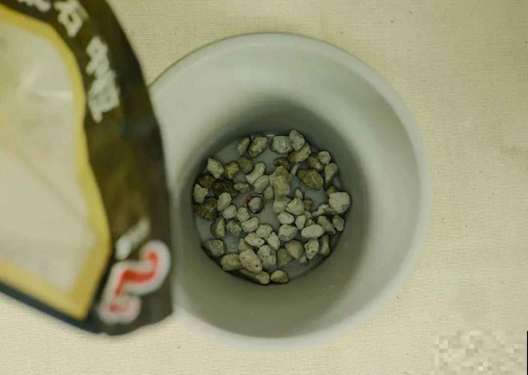 唐菖蒲一个球，埋土里长到1米8，开花成串直冲天，过瘾