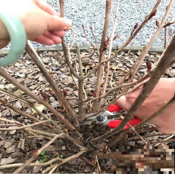 7种花，现在绝对不能剪，剪了一年不开花！