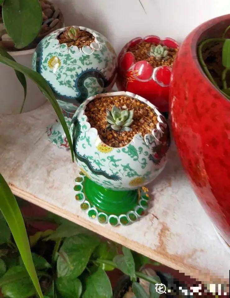 过年的酒瓶子，千万别人，切2刀做花盆，好看又省钱