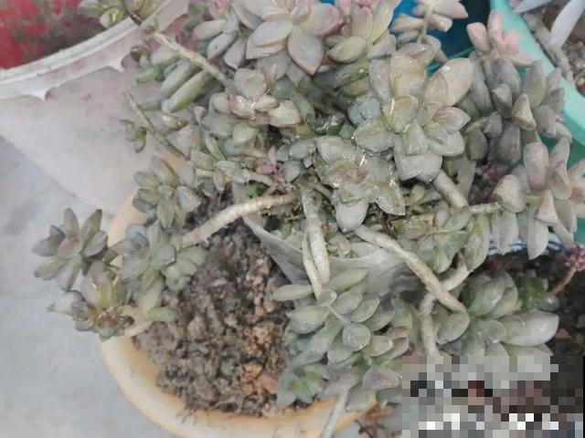 家里养这10种花,冻伤了要赶紧救,晚了就救不回来了 家里养这10种花,冻伤了要赶紧救,晚了就救不回来了