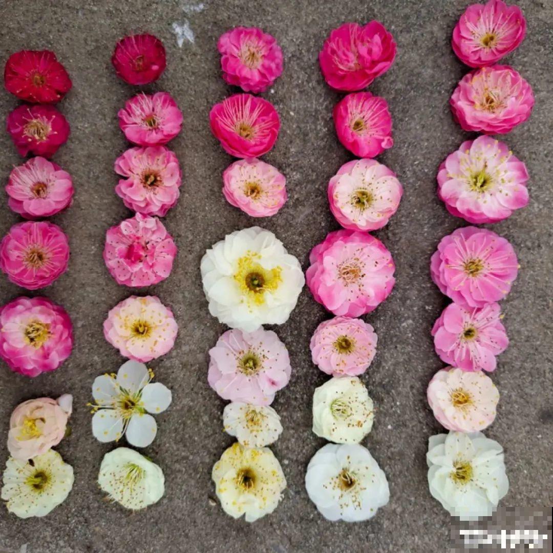 冬天的香水花，养1盆满屋子飘香，千万不要放卧室