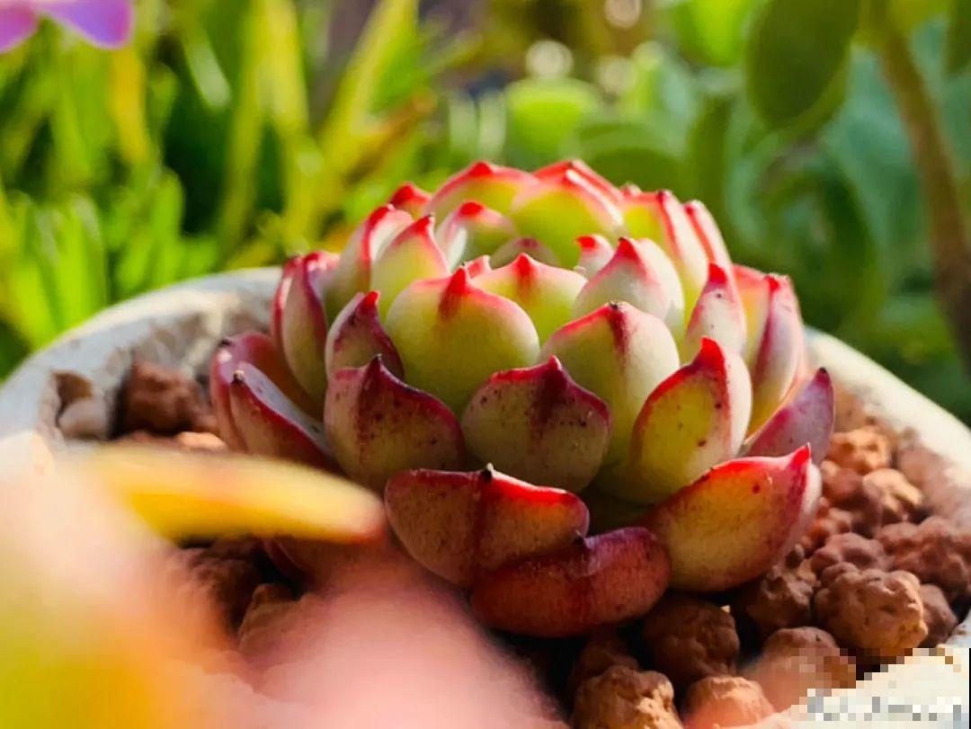 小阳台也能养多肉，一尺一寸，都是繁华！