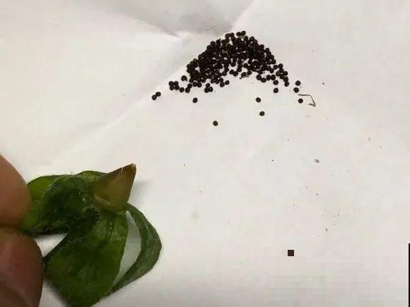 买花种子总是不对版,记住这些种子,少上当! 买花种子总是不对版,记住这些种子,少上当!