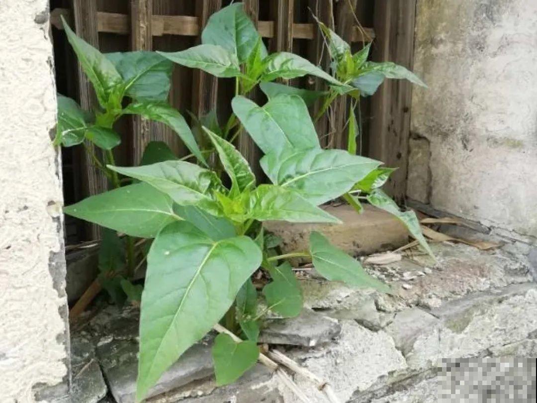 只需要种一次的花，年年疯长，除都除不尽