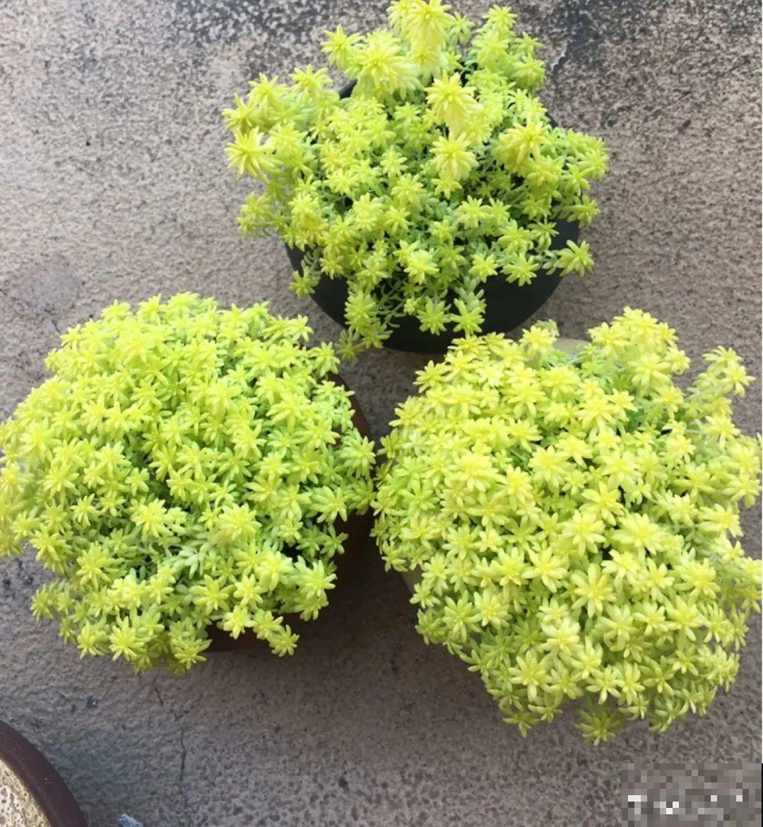 谁说多肉长得慢？养这3种，2个月长成瀑布