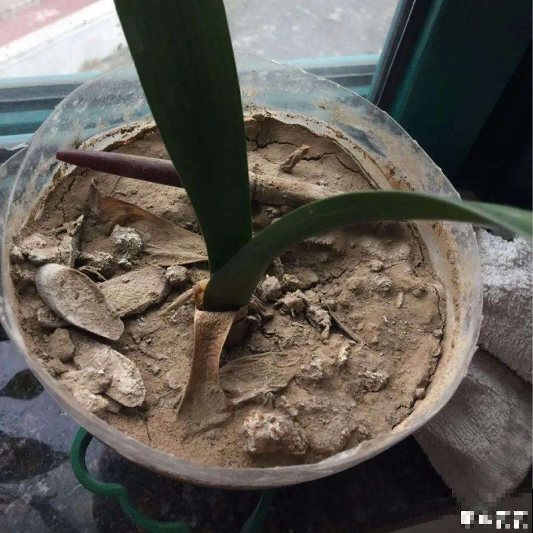 花出现7种情况，必须换盆，否则花活不过春天