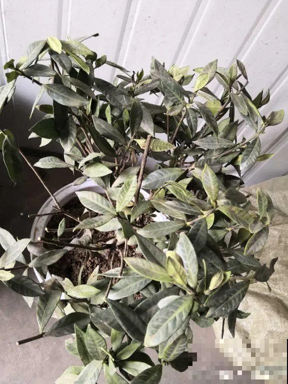 家里养这10种花,冻伤了要赶紧救,晚了就救不回来了 家里养这10种花,冻伤了要赶紧救,晚了就救不回来了