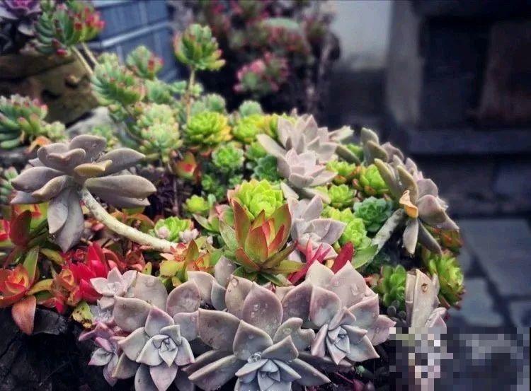 山上的尼姑庵,只养花不烧香,看完想出家 山上的尼姑庵,只养花不烧香,看完想出家