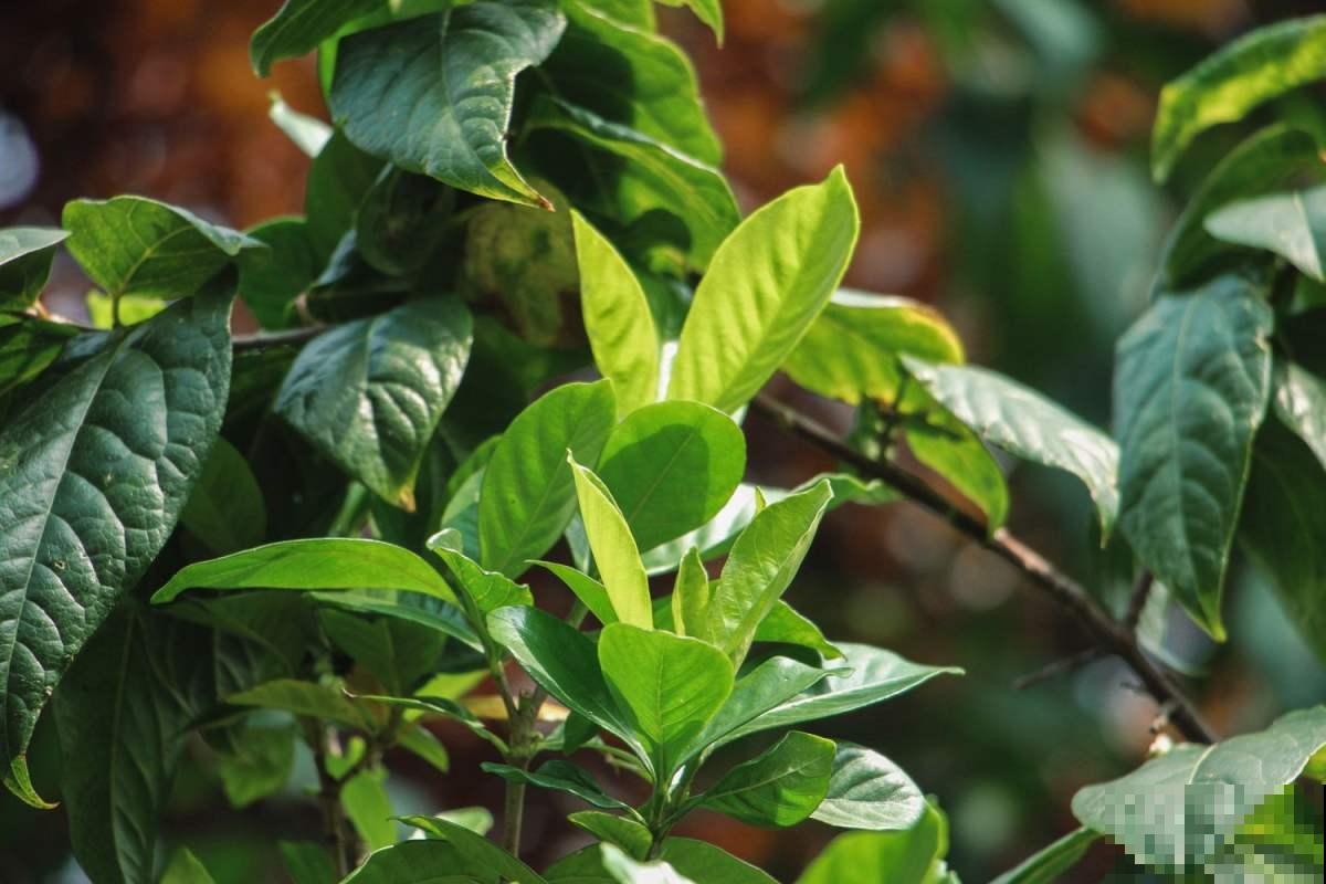 只长叶子不开花？避开这3点，花苞呼呼冒不停！