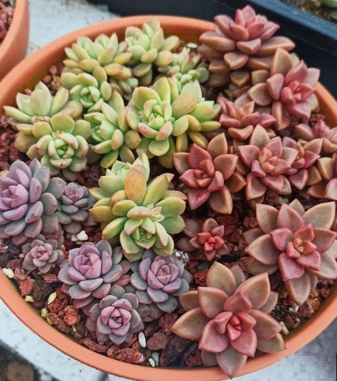 多肉养在大盆里,就是豪横霸气,棵棵大得像白菜 多肉养在大盆里,就是豪横霸气,棵棵大得像白菜