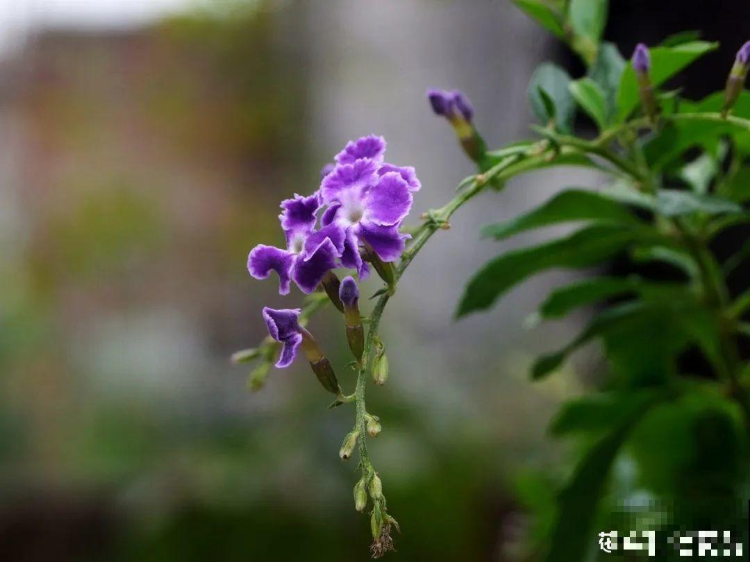 24种花,净化空气最厉害,绿萝竟然倒数! 24种花,净化空气最厉害,绿萝竟然倒数!