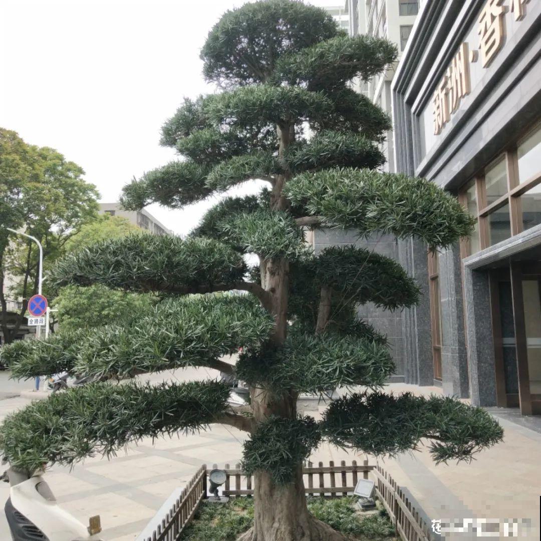 家里养盆镇宅花，一年红红火火，好运满满