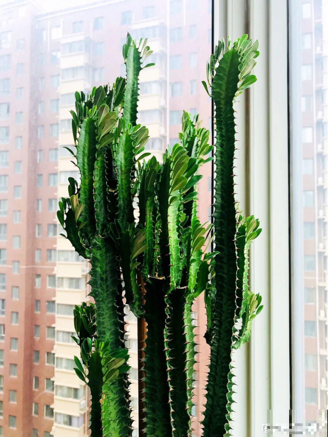 不同的花要摆在不同地方，摆对了才好看，摆错了看着糟心！