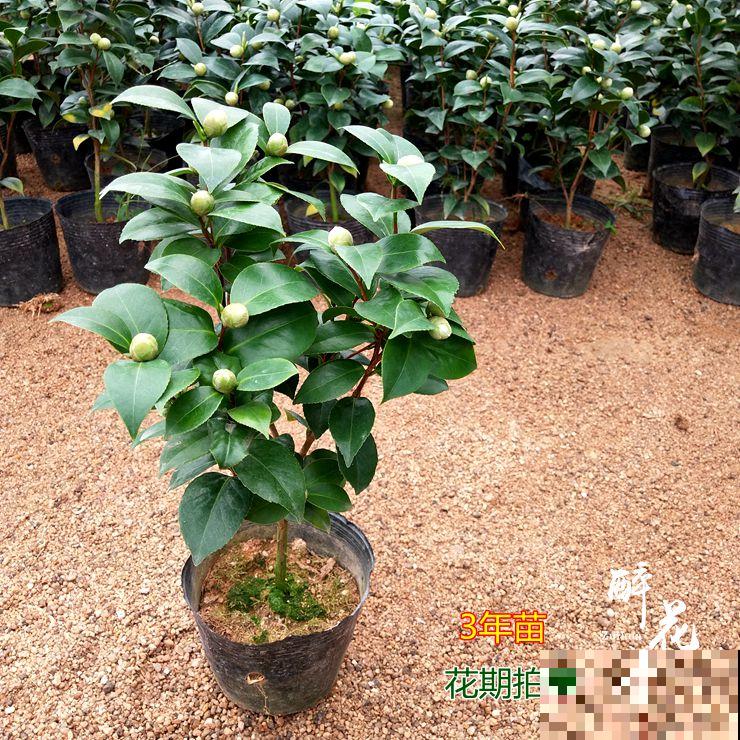 超耐寒的6种花，冬越冷开花越多，就适合冬天养