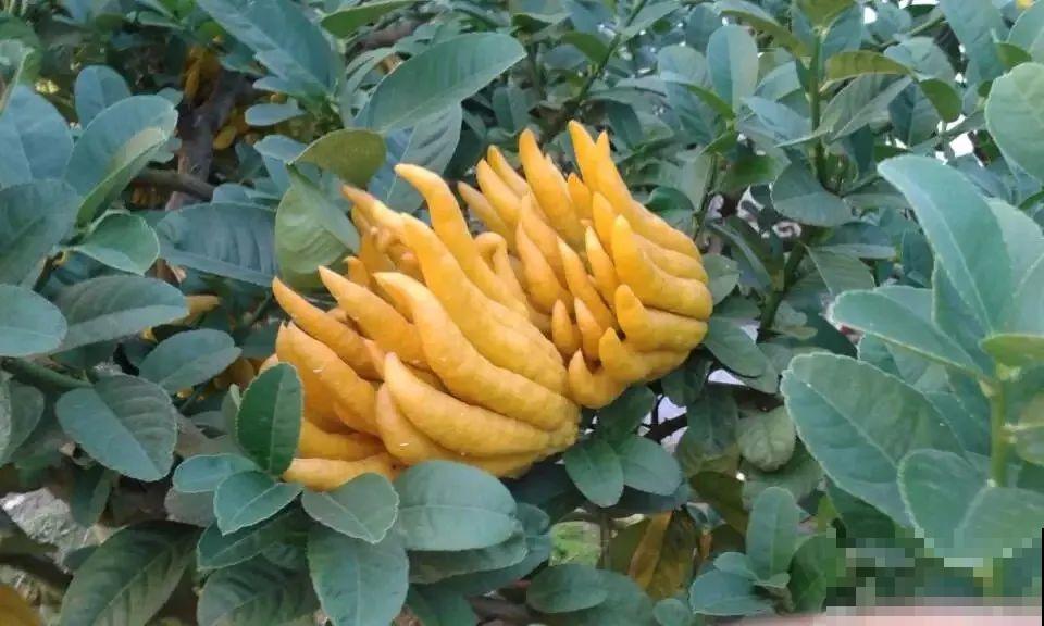 冬天的香水花，养1盆满屋子飘香，千万不要放卧室