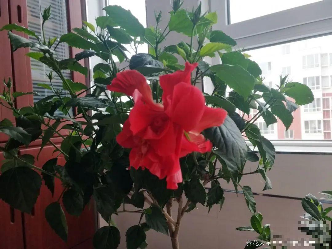 5度以下,常见的21种花必须断水,不然都烂根了 5度以下,常见的21种花必须断水,不然都烂根了