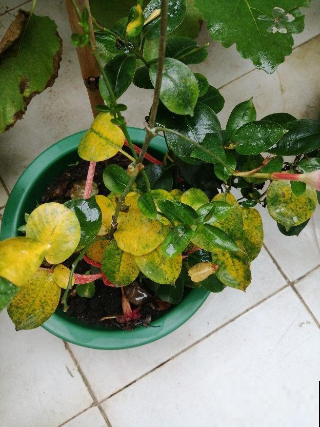 植物土壤黄叶，不光是没浇水导致的，要分情况解决