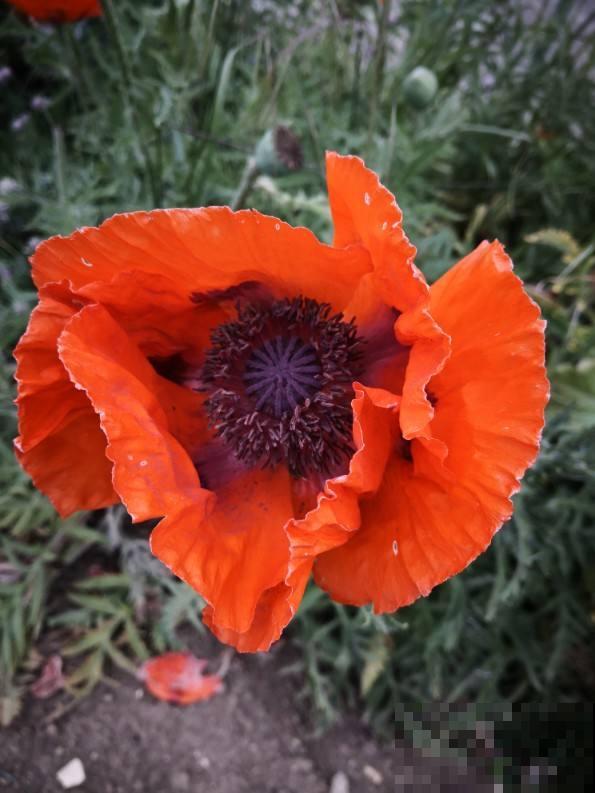 曼陀罗花不能养在家里，对身体不好，还可能招来麻烦