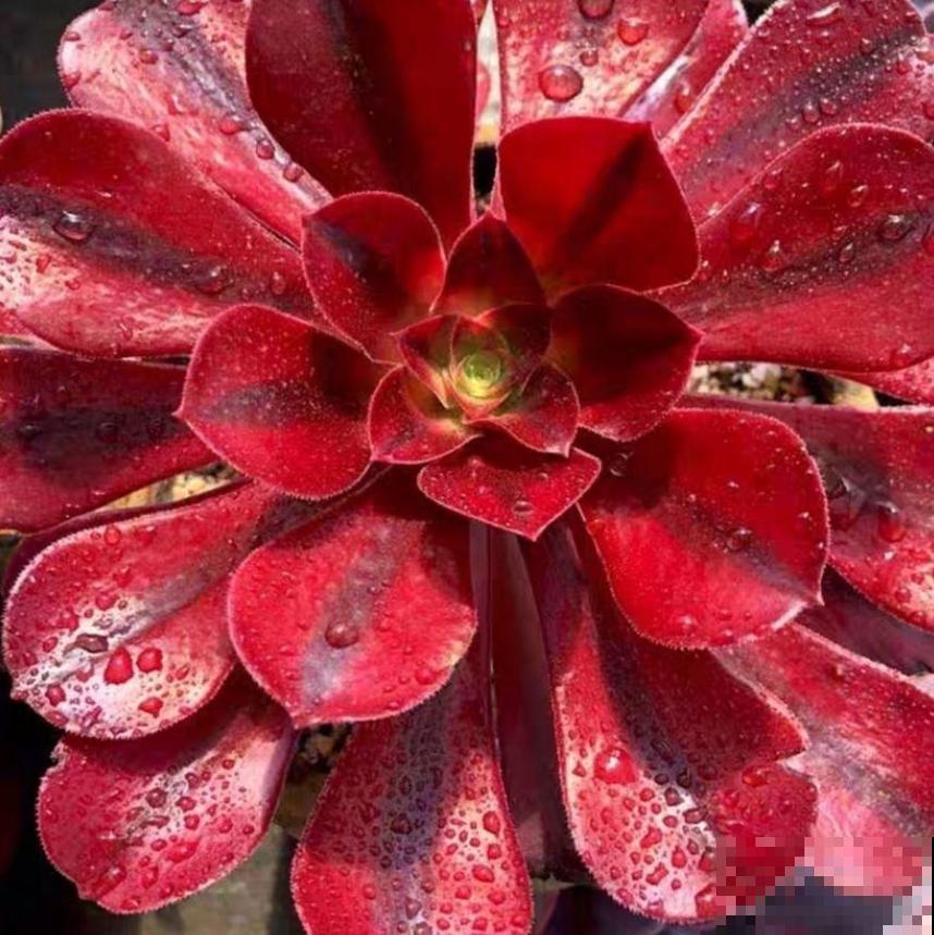 越养越升值的6种花，养花相当于赚钱，你养了吗？