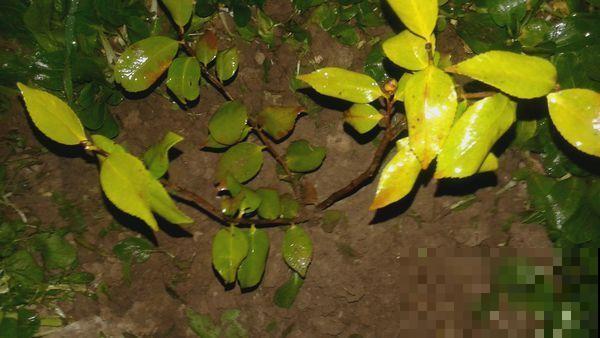 家里的植物发出这几种“信号”,千万别忽视,不然小心烂完! 家里的植物发出这几种“信号”,千万别忽视,不然小心烂完!