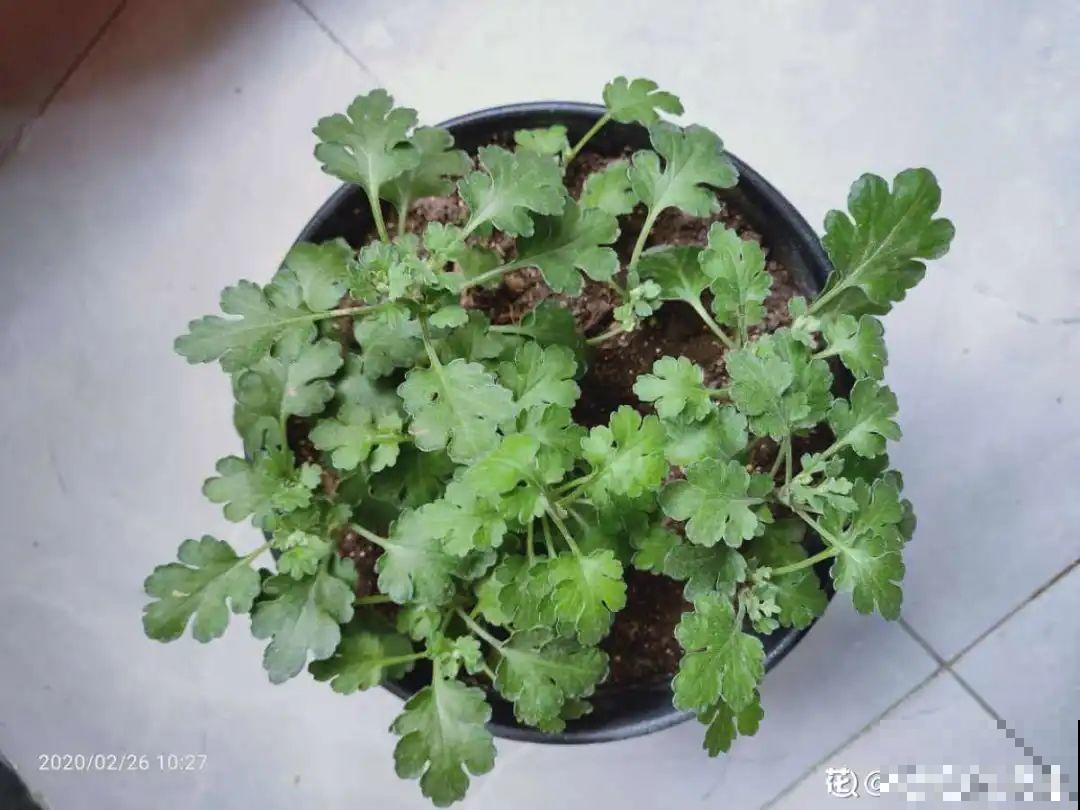 春天给花分株，1盆变成多盆，很快爆盆