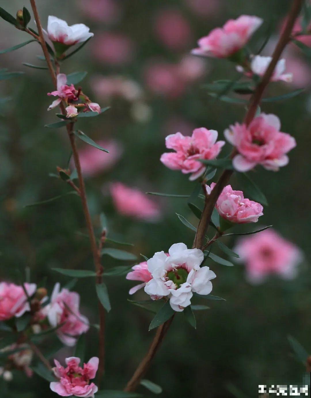 红红火火的过年花,开花特热闹,过年必备! 红红火火的过年花,开花特热闹,过年必备!