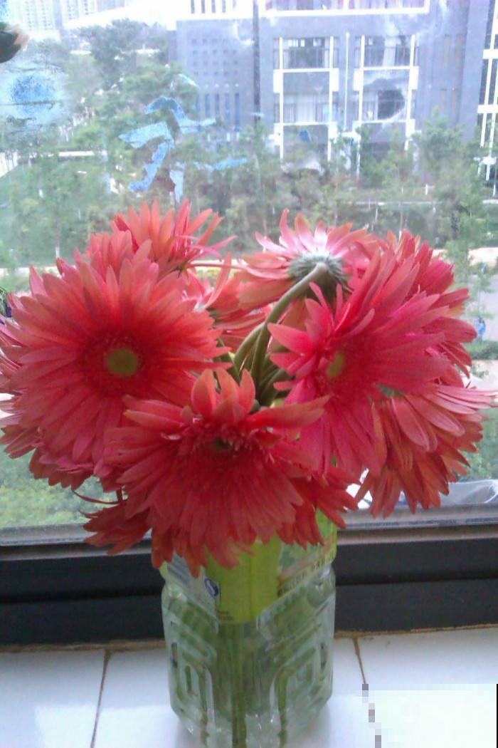 熟知非洲菊养护要点，四季皆可开花，养在家里漂亮极了！