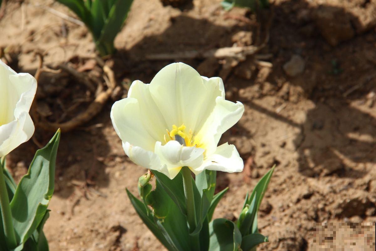 养护郁金香，做好4点，冬天也能绽放！