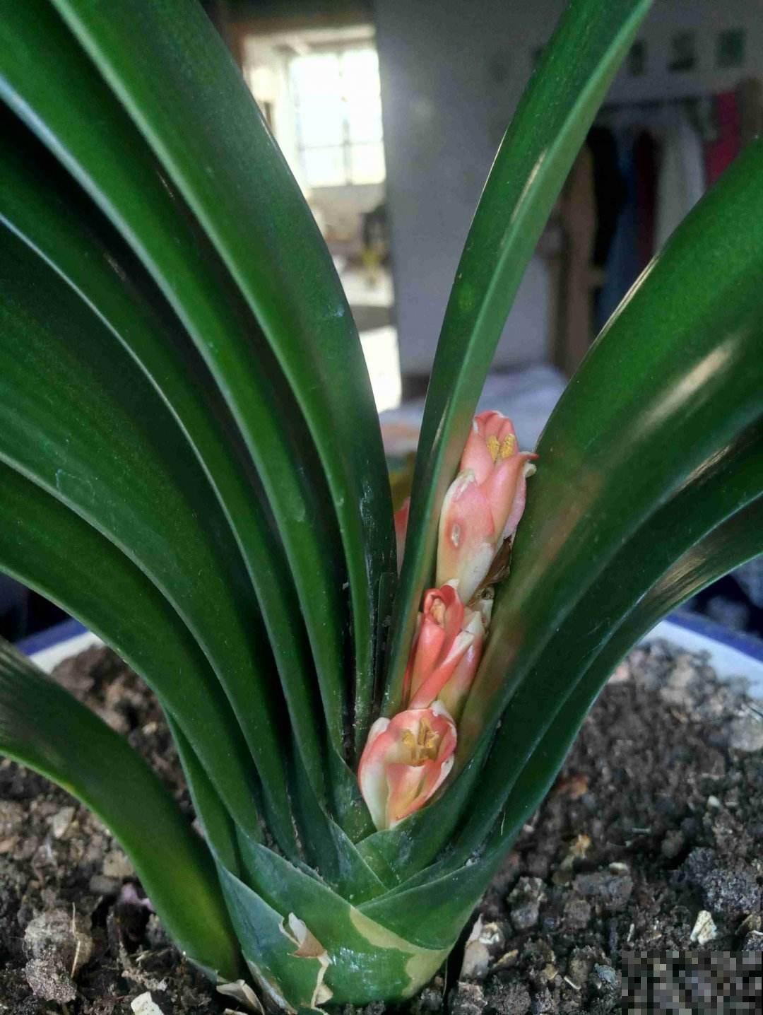 君子兰叶子越长越小，搬到太阳地儿使劲晒，叶子油亮翠绿特精神