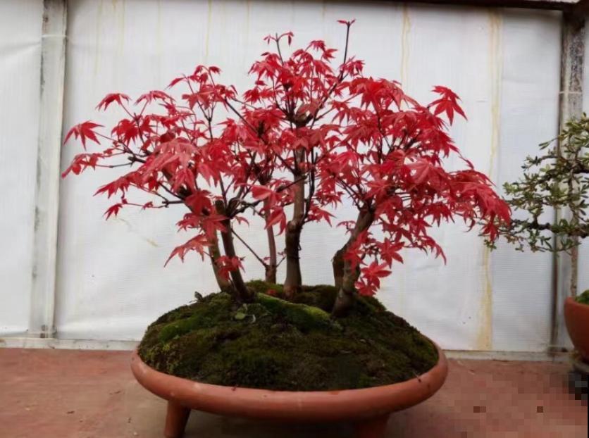 家庭自制红枫盆景,成本低、效果好,给再多钱也不卖! 家庭自制红枫盆景,成本低、效果好,给再多钱也不卖!