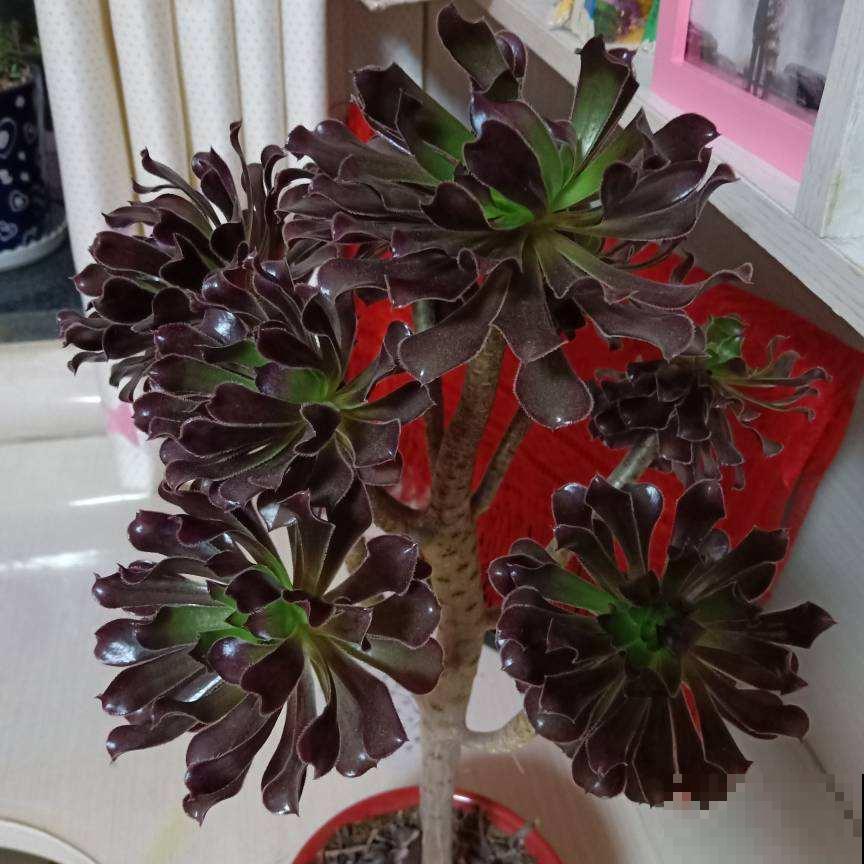 多肉一开花，赶紧剪掉花箭，不然只剩空盆！