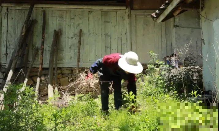 3年的时间，老院子变成大花园，过上塔莎奶奶一样的日子！