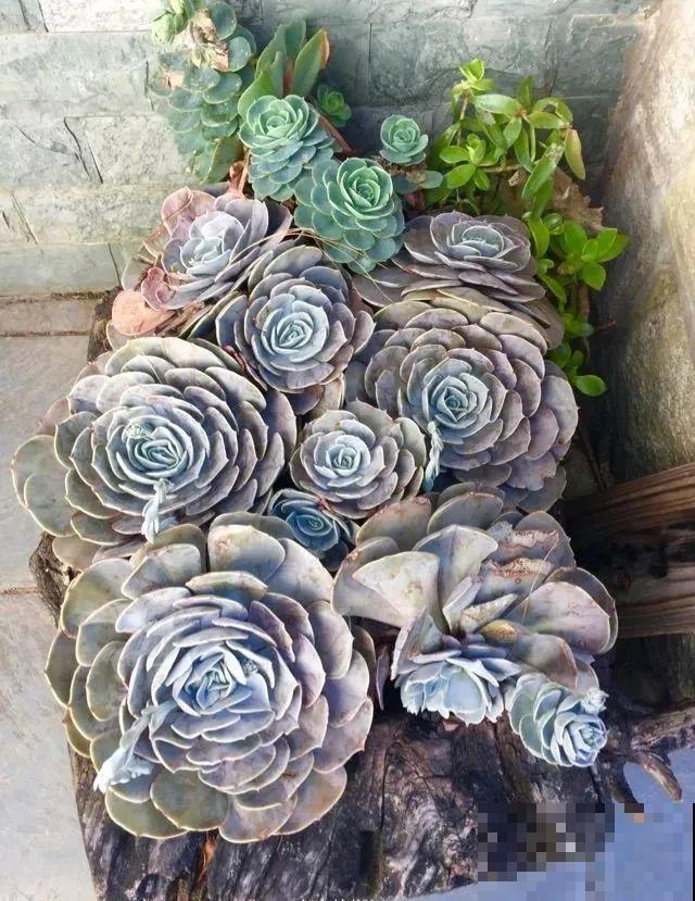 山上的尼姑庵,只养花不烧香,看完想出家 山上的尼姑庵,只养花不烧香,看完想出家